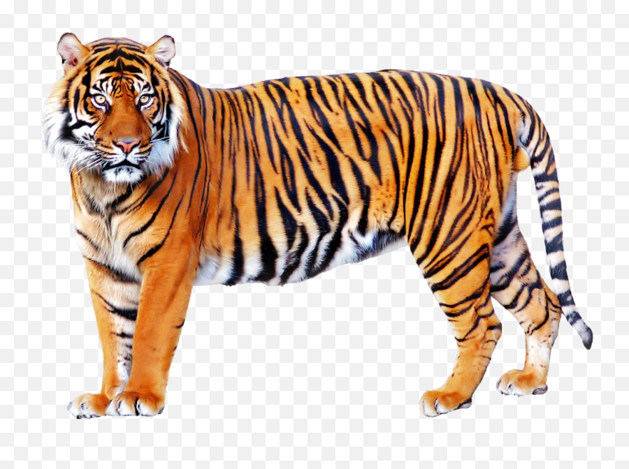 Tiger Lion - Tiger Png Transparent Emoji,Tiger Png