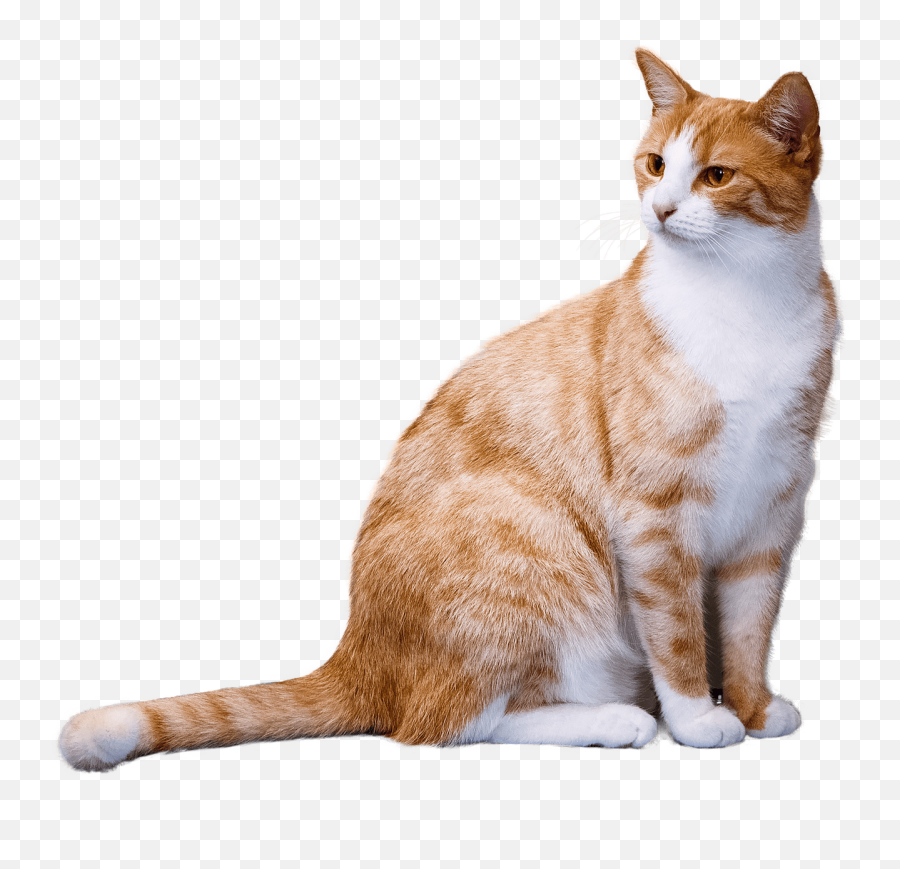 Ginger Cat Transparent Png - Cat Transparent Background Emoji,Cat Png