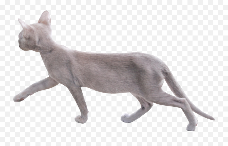 Pin On Free Digital Cat Png - Cat Walking Transparent Background Emoji,Cat Transparent Background