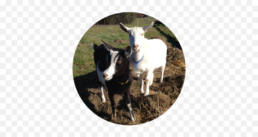 Goatlandia Farm Animal Sanctuary - Perennial Ryegrass Emoji,Animal Png