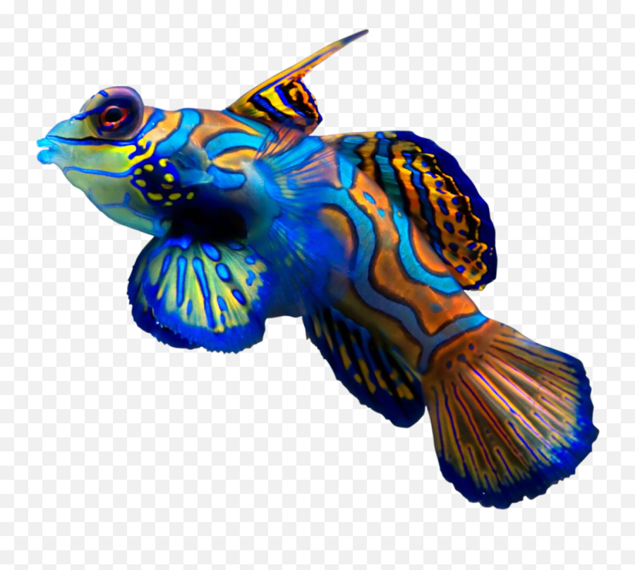 Coral Reef Png Picture 545470 Coral Re 2112636 - Png Emoji,Coral Reef Clipart
