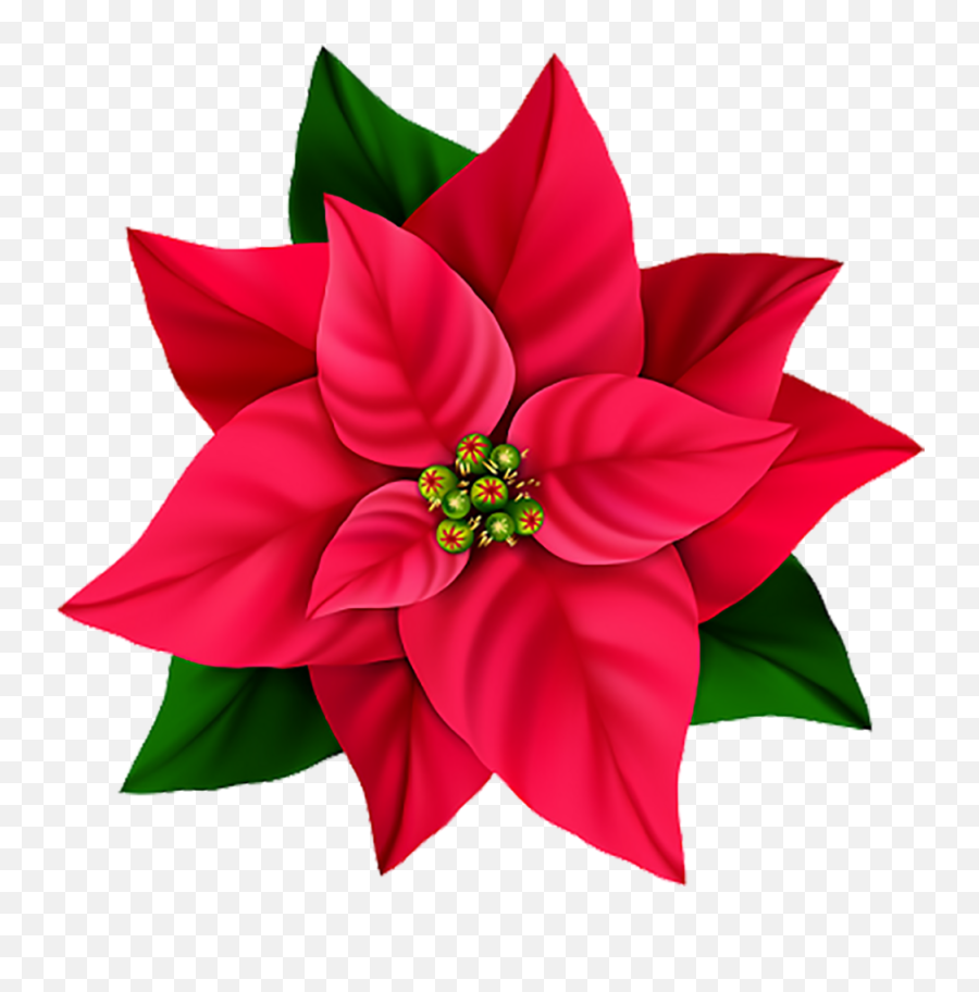 Red Flower Png Image - Purepng Free Transparent Cc0 Png Poinsettia Emoji,Flower Png