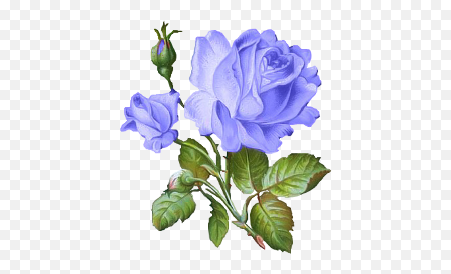Forgetmenot Flowers - Roses Blue Flores Decupagem Emoji,Forget Me Not Flowers Clipart