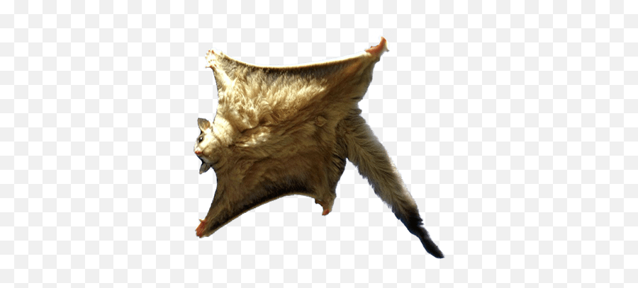 Flying Squirrel - Alchetron The Free Social Encyclopedia Indochinese Flying Squirrel Picture In Zoo Emoji,Squirrel Transparent