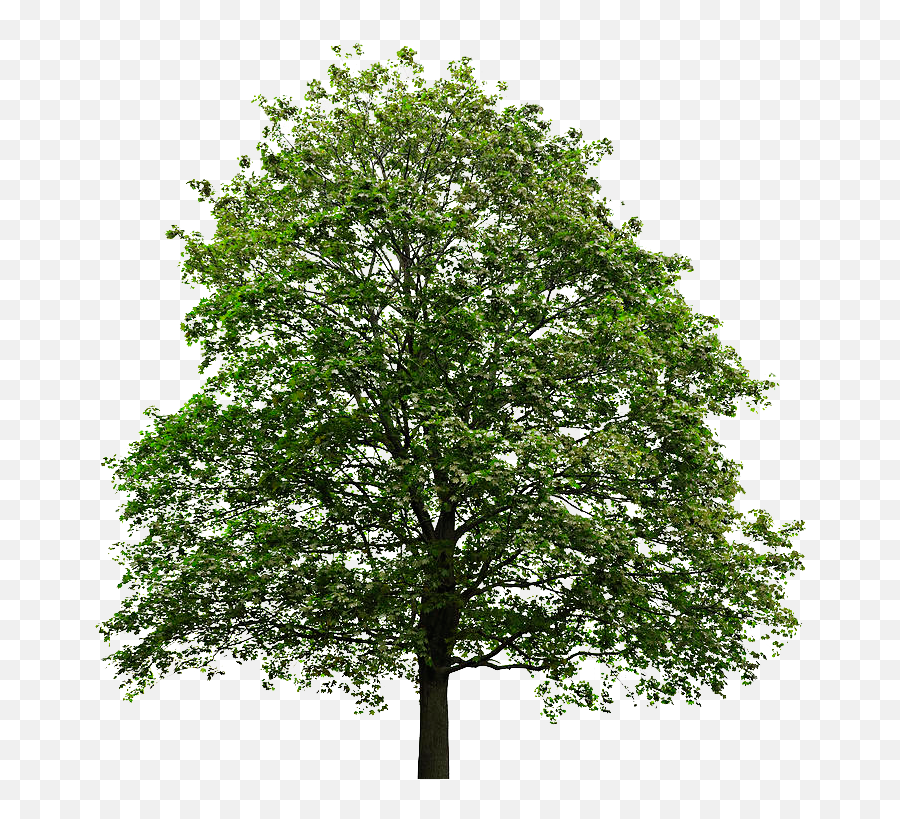Maple Tree Transparent Background Free Png Images - White Oak Tree No Background Emoji,Transparent Background