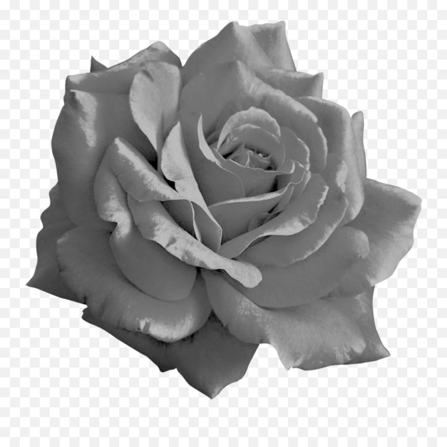 Black Rose Gostica - Transparent Pastel Pink Rose Emoji,Black Rose Png