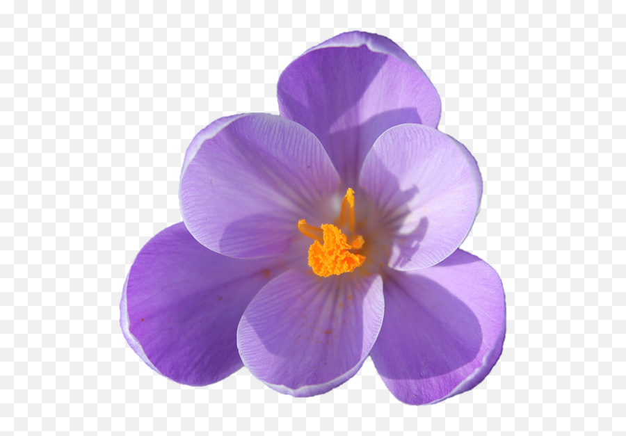 Crocus Flower Png Image Isolated - Early Crocus Emoji,Wildflower Png