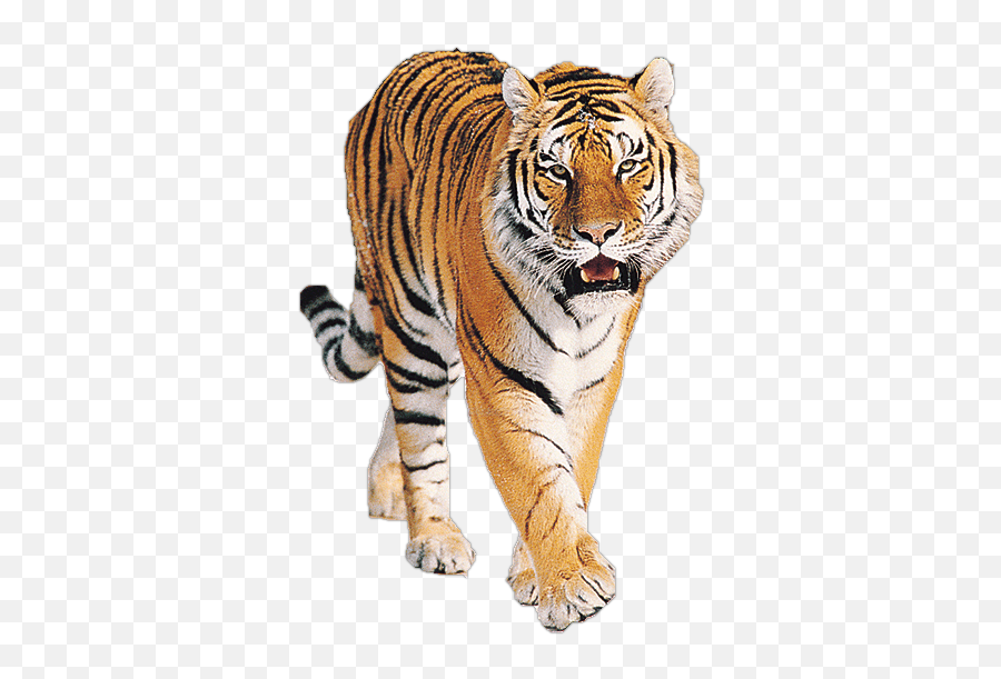 Download Free Tiger Png Image Download - Tiger Images Hd Download Free Emoji,Tiger Png