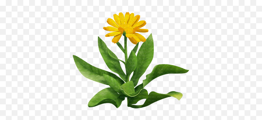 Yellow Flower Jaune Fleur - Picmix Emoji,Green And Yellow Flower Logo