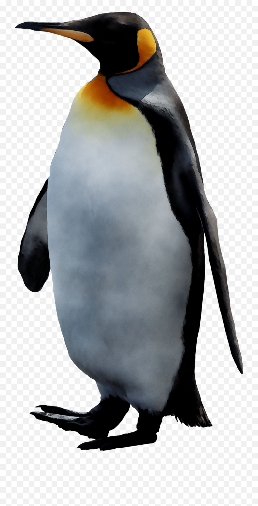 King Penguin Emoji,Penguin Png