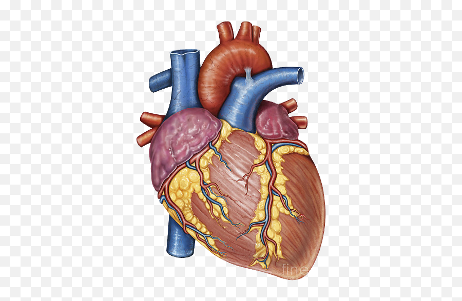 Stock Photography Heart Gross Anatomy Human Body - Heart Png Human Heart Hd Png Emoji,Human Heart Clipart