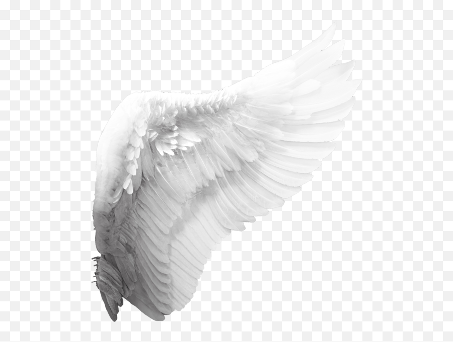 Cherub Angel Wing Clip Art - Angel Wings Png Download 539 Angel Wings Png Emoji,Angel Wing Clipart