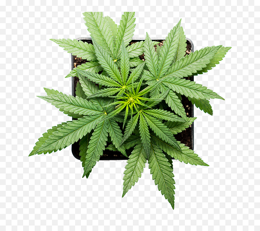 Download Leaf - Img Cannabis Full Size Png Image Pngkit Cannabis Plant Emoji,Cannabis Png