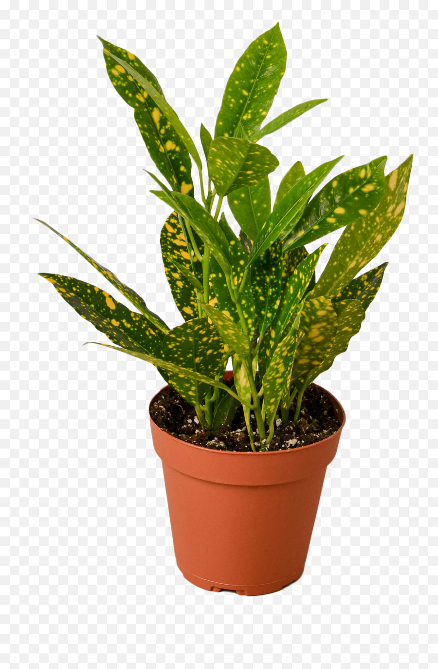 Croton Gold Dust - Golden Dust Crotons Emoji,Gold Dust Png