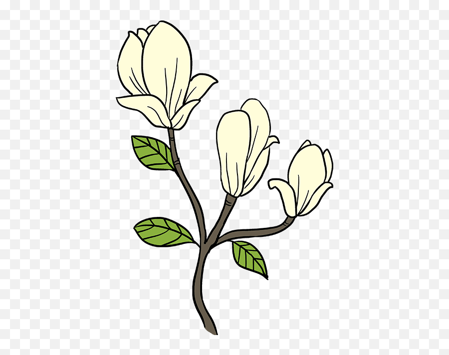 Download How To Draw Magnolia Flower - Magnolia Drawing Easy Emoji,Magnolia Png