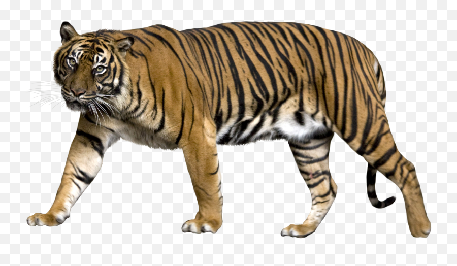 Walking Tiger Png Download Image - Sumatran Tiger Png Emoji,Tiger Png