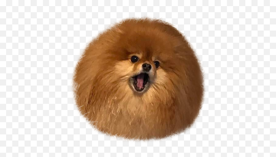 Pomeranian Emoji,Pomeranian Png