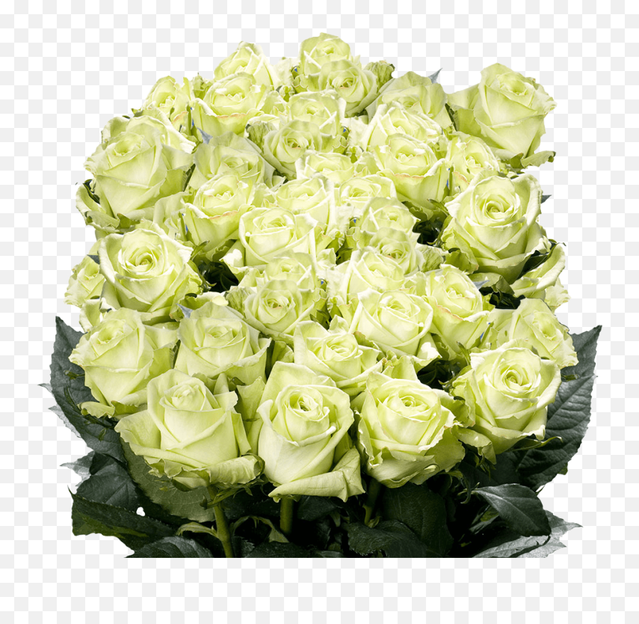 Gorgeous Light Green Bridal Roses Globalrose Emoji,Green And Yellow Flower Logo