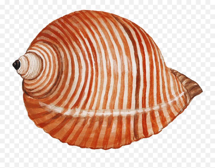 Seashell Clipart Vintage Art Free Stock Photo - Public Emoji,Mermaid Shell Clipart