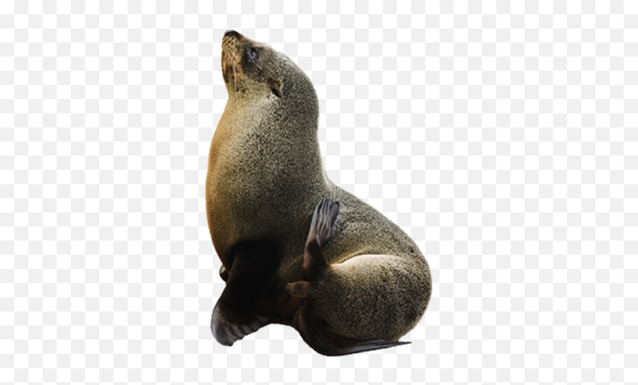 Seal Png Images - Seal Png Emoji,Fur Png