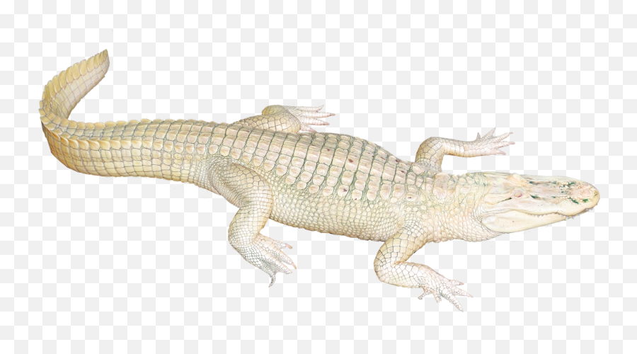 Gator Clipart Crocodile Tail Gator - White Crocodile Png Transparent Emoji,Gator Clipart