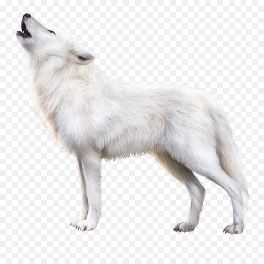 White Arctic Fox Transparent Images Png - Transparent Arctic Fox Emoji,Fox Transparent Background
