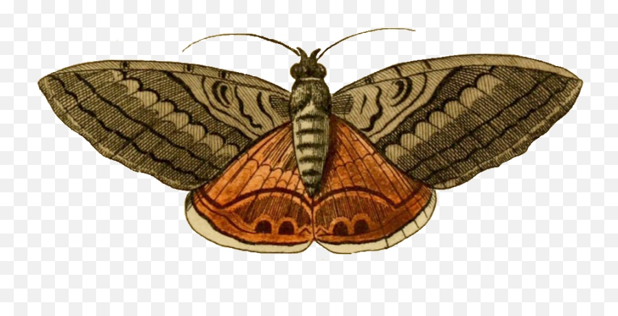 Download Hd Moth Png - Moth Png Emoji,Moth Png