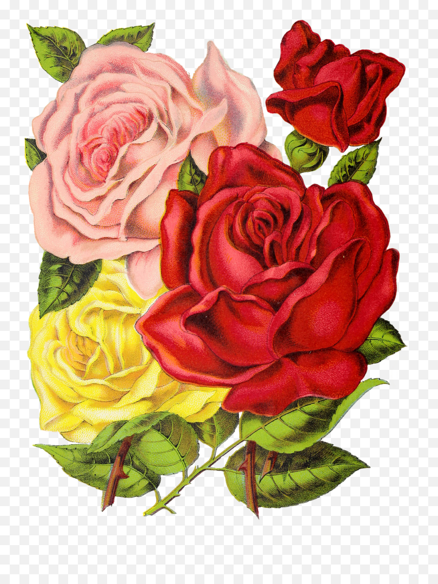 Vintage Roses Rose Flower Emoji,Vintage Roses Png
