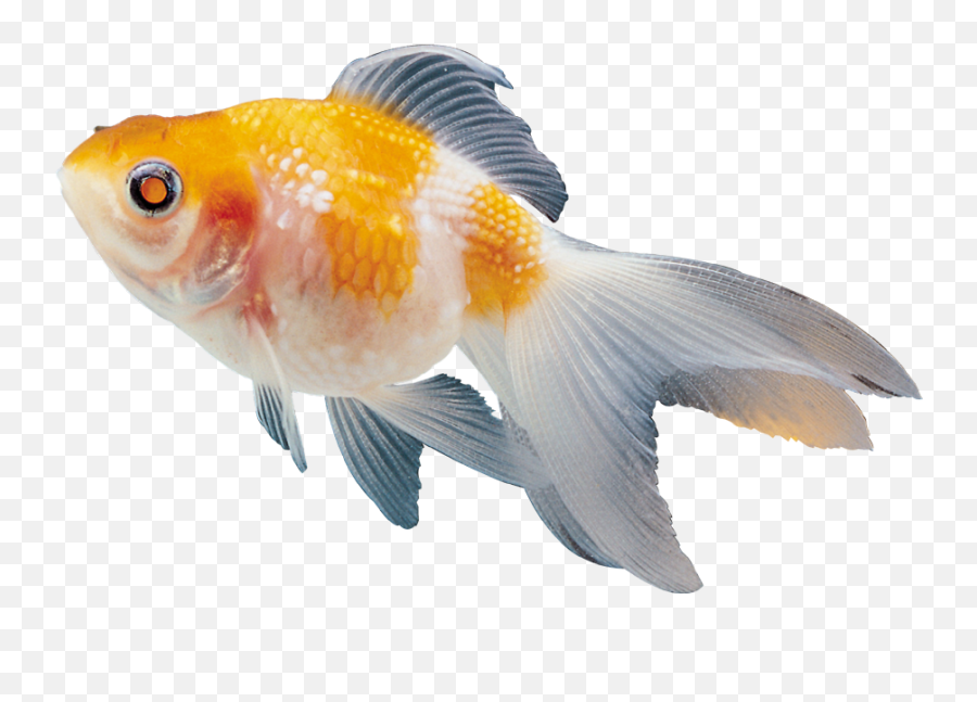 Fish Clipart Png Transparent Images Free Download Emoji,Fish Clipart Transparent Background