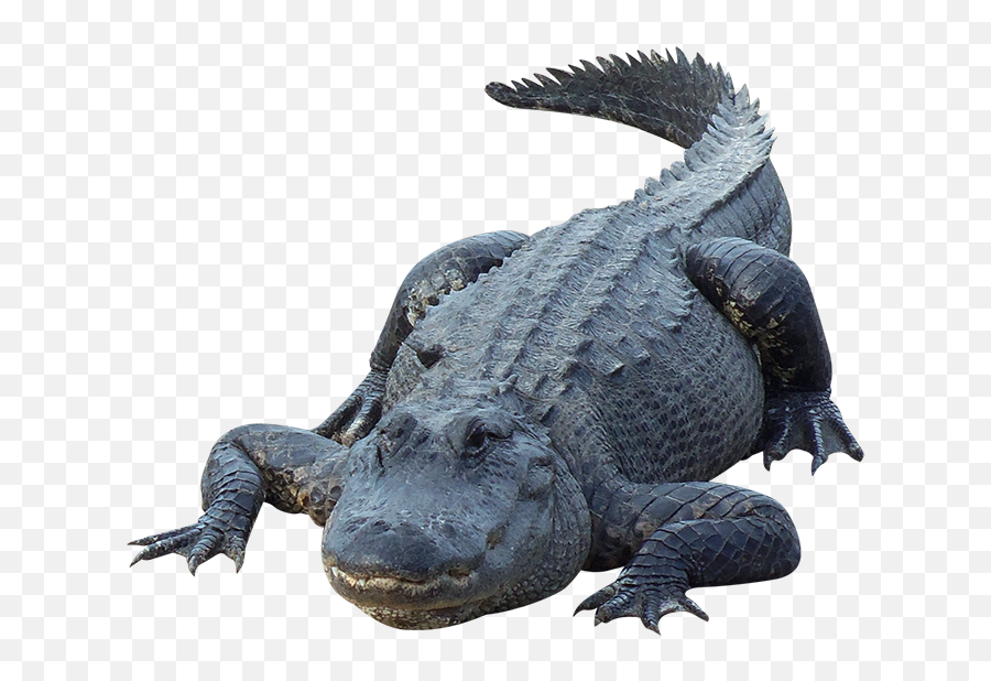 Alligator Pnglib U2013 Free Png Library Emoji,Aligator Clipart