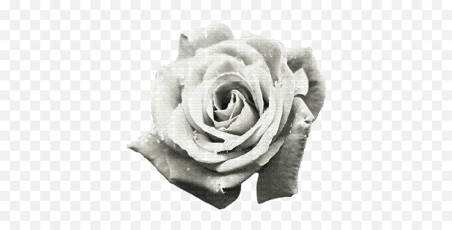 Rose Rose Flower Spring Summer Animated White Emoji,Flower Petals Clipart