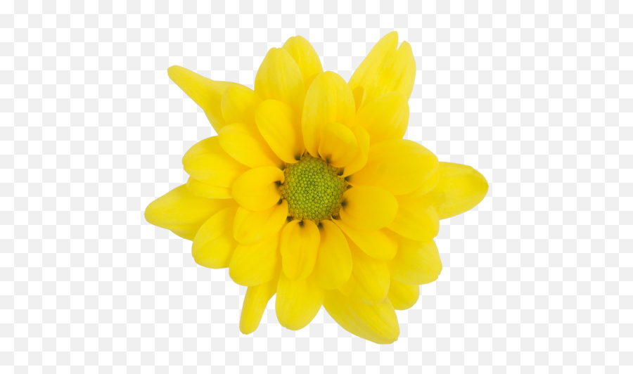 Download Yellow Daisy Factor - Artificial Flower Full Size Emoji,Daisy Flower Png