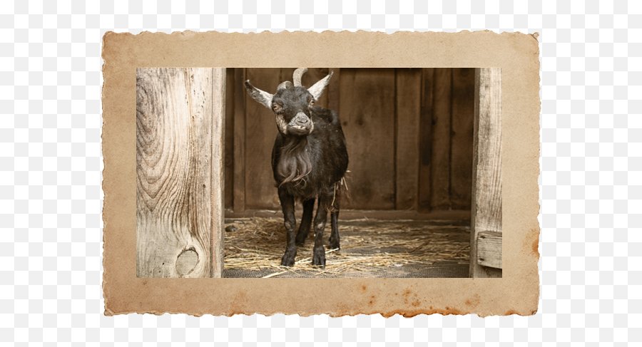 Winslow Animal Farm Sanctuary - Picture Frame Emoji,Animal Png