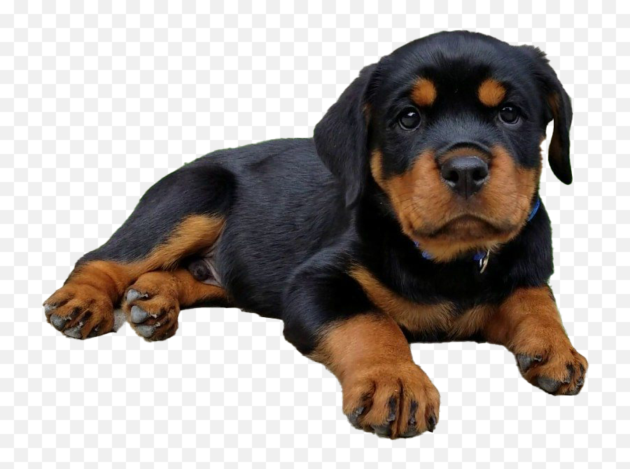Rottweiler Puppy Png Image Png All - Rottweiler Puppy Png Emoji,Puppy Png