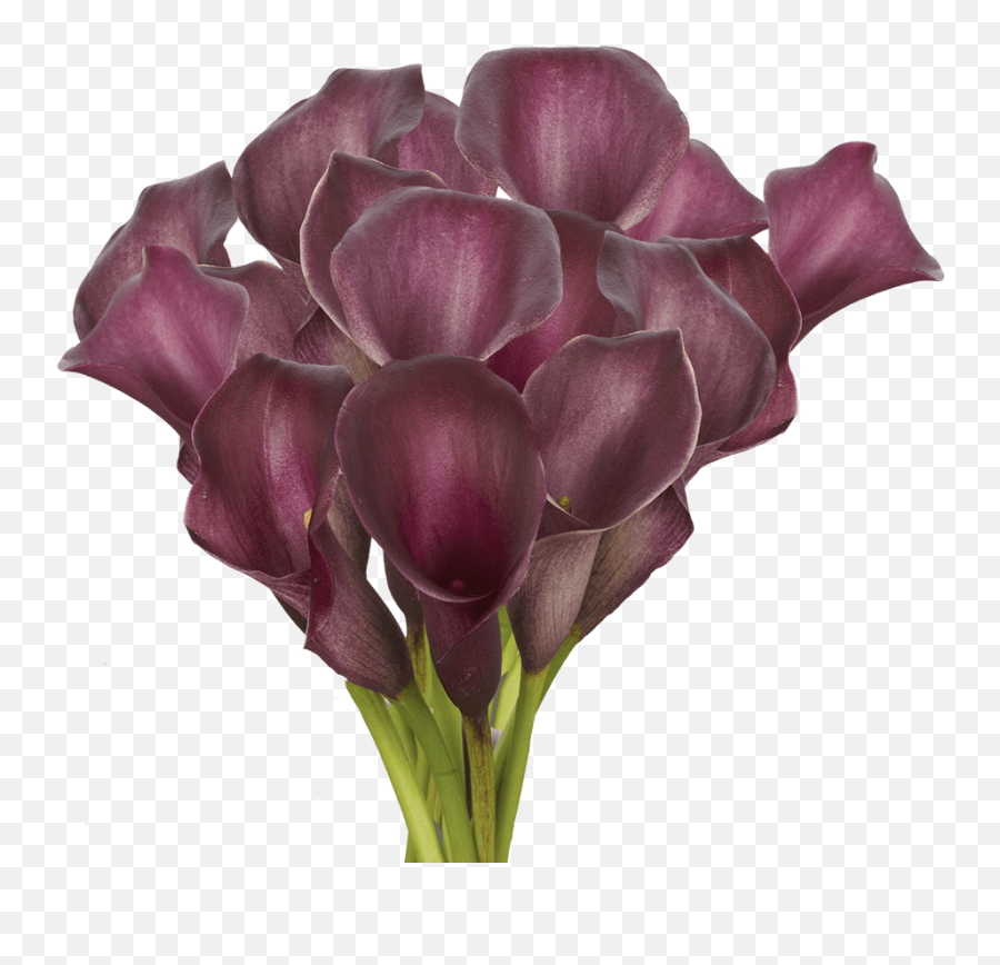 Purple Calla Lilies Flowers Online Cheap Emoji,Burn Hole Png