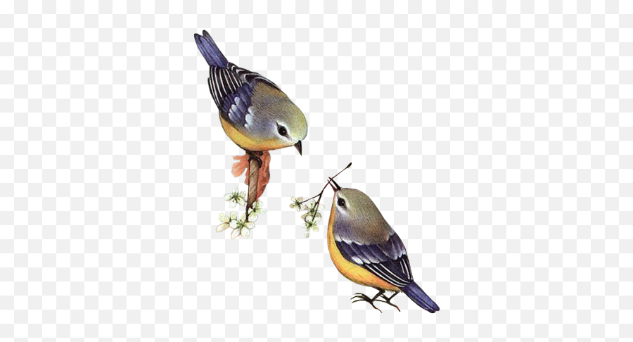 Spring Birds Clipart Png Images - Spring Bird Transparent Emoji,Birds Clipart