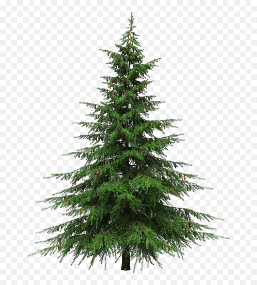 Fir Tree Transparent Background - Pine Tree Transparent Background Hd Emoji,Christmas Tree Transparent Background
