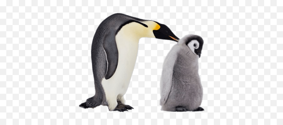 Mum And Baby Penguin Transparent Png - Baby Penguin Transparent Emoji,Penguin Png