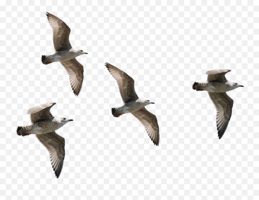 Seagulls Flying Png Birds Image Web Design Graphics - Transparent Background Flying Birds Png Emoji,Animal Png