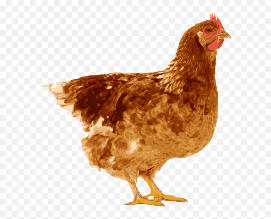 Indian Clipart Hen - Png Pic Hen 640x646 Png Clipart Hen And An Egg Emoji,Indian Clipart