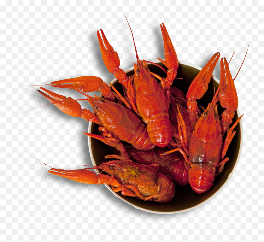 Crawfish Clipart Culture Louisiana Picture 828307 Crawfish - Transparent Crawfish Boil Clipart Emoji,Crawfish Clipart