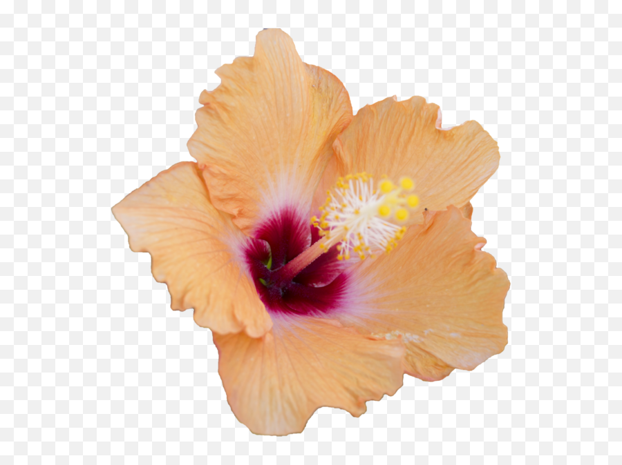 Orange Hibiscus Flower Clipart Images Ga 1266617 - Png Rosemallows Png Emoji,Hibiscus Flower Clipart