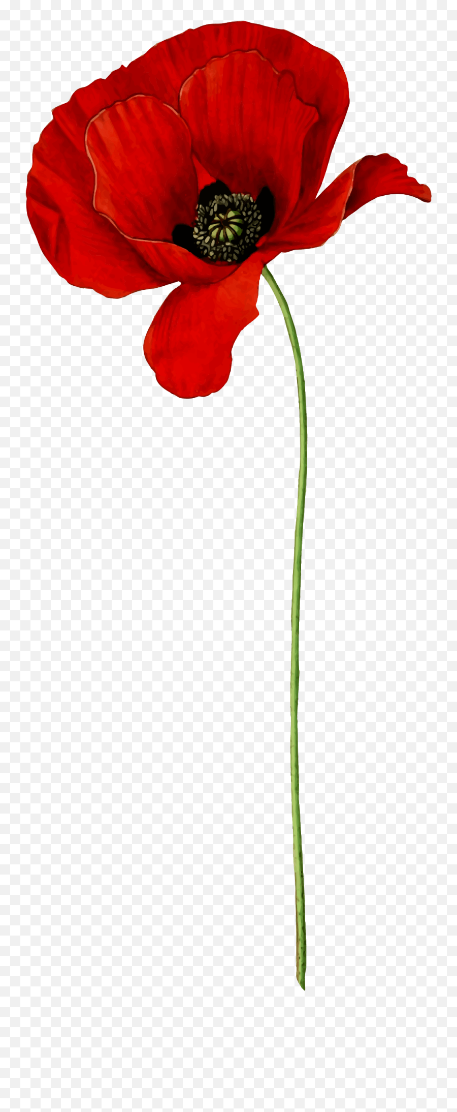 Poppy Flower - Clipart Poppy Emoji,Poppy Flower Clipart