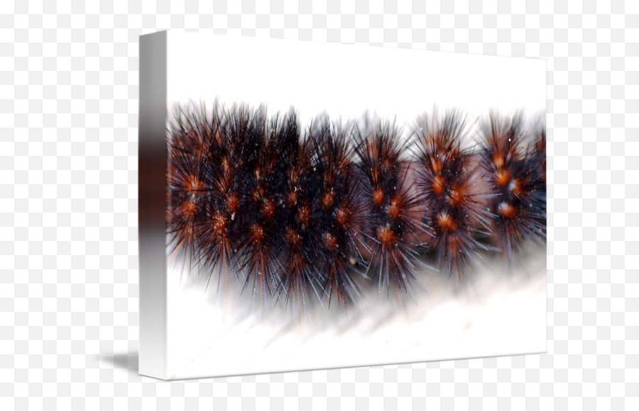Fuzzy Caterpillar By Kc Petersen - Isabella Tiger Moth Emoji,Caterpillar Png