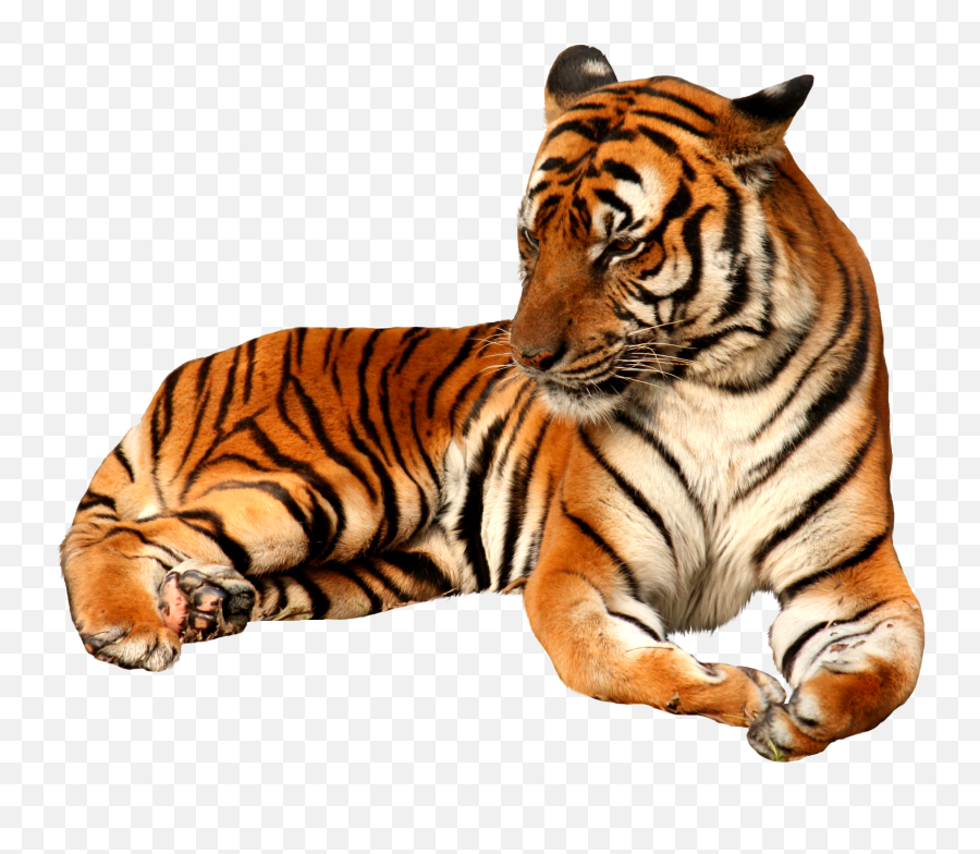 Tiger Png Emoji,Tiger Png