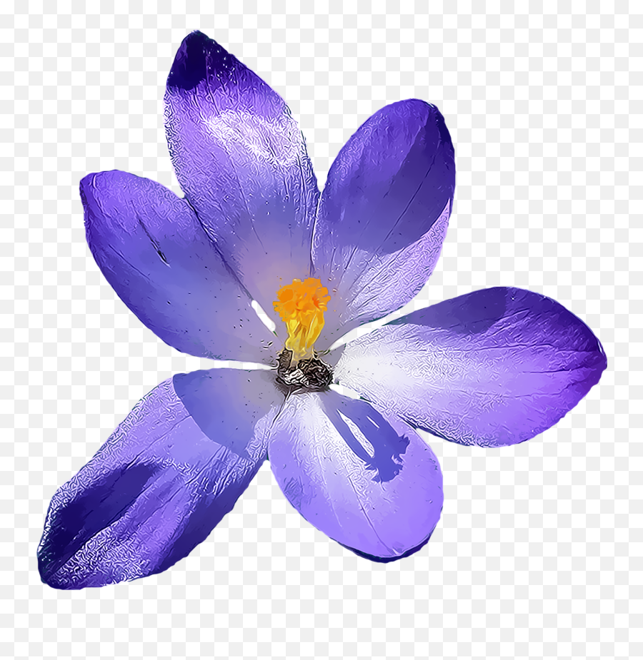 Crocus Flower Png - Free Image On Pixabay Crocus Transparent Background Emoji,Flower Png