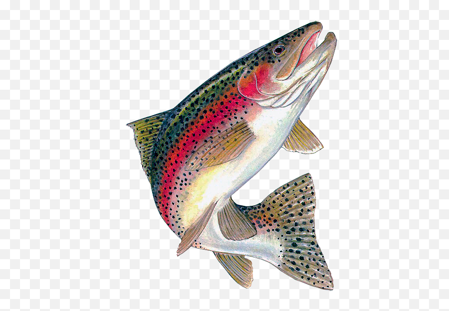 Fish Painting - Rainbow Trout Png Emoji,Trout Clipart