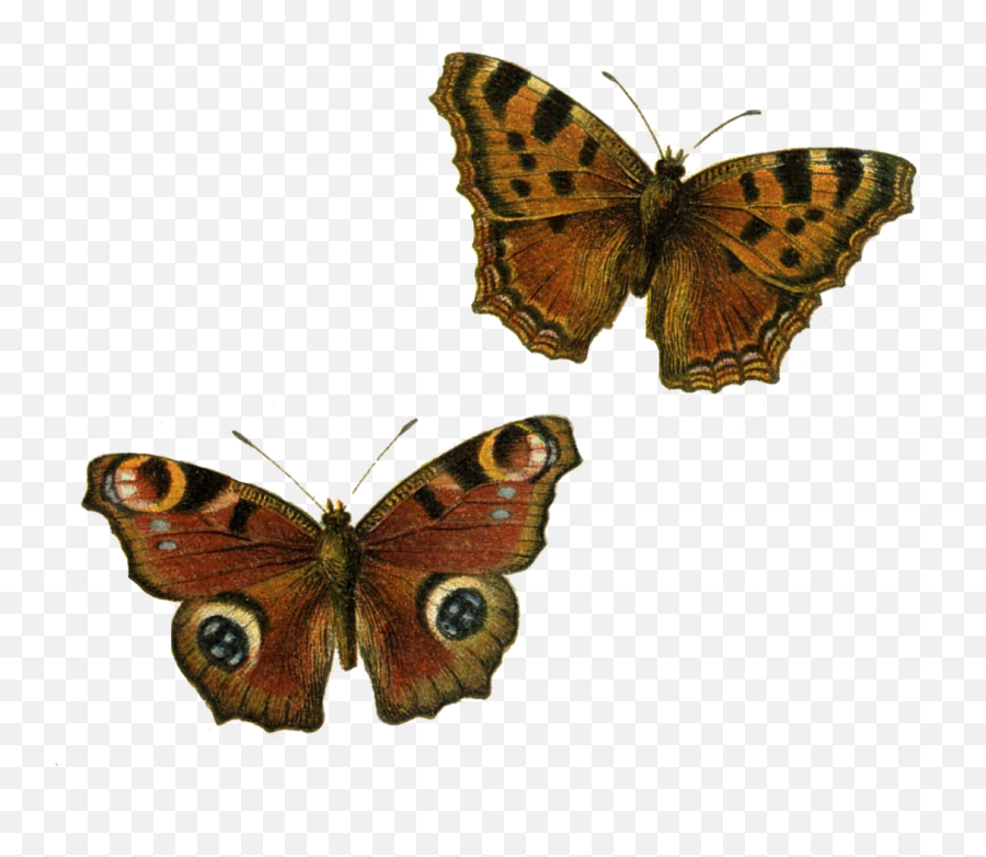Brown Butterflies Clip Art Transparent - Brown Butterfly Png Emoji,Butterflies Transparent