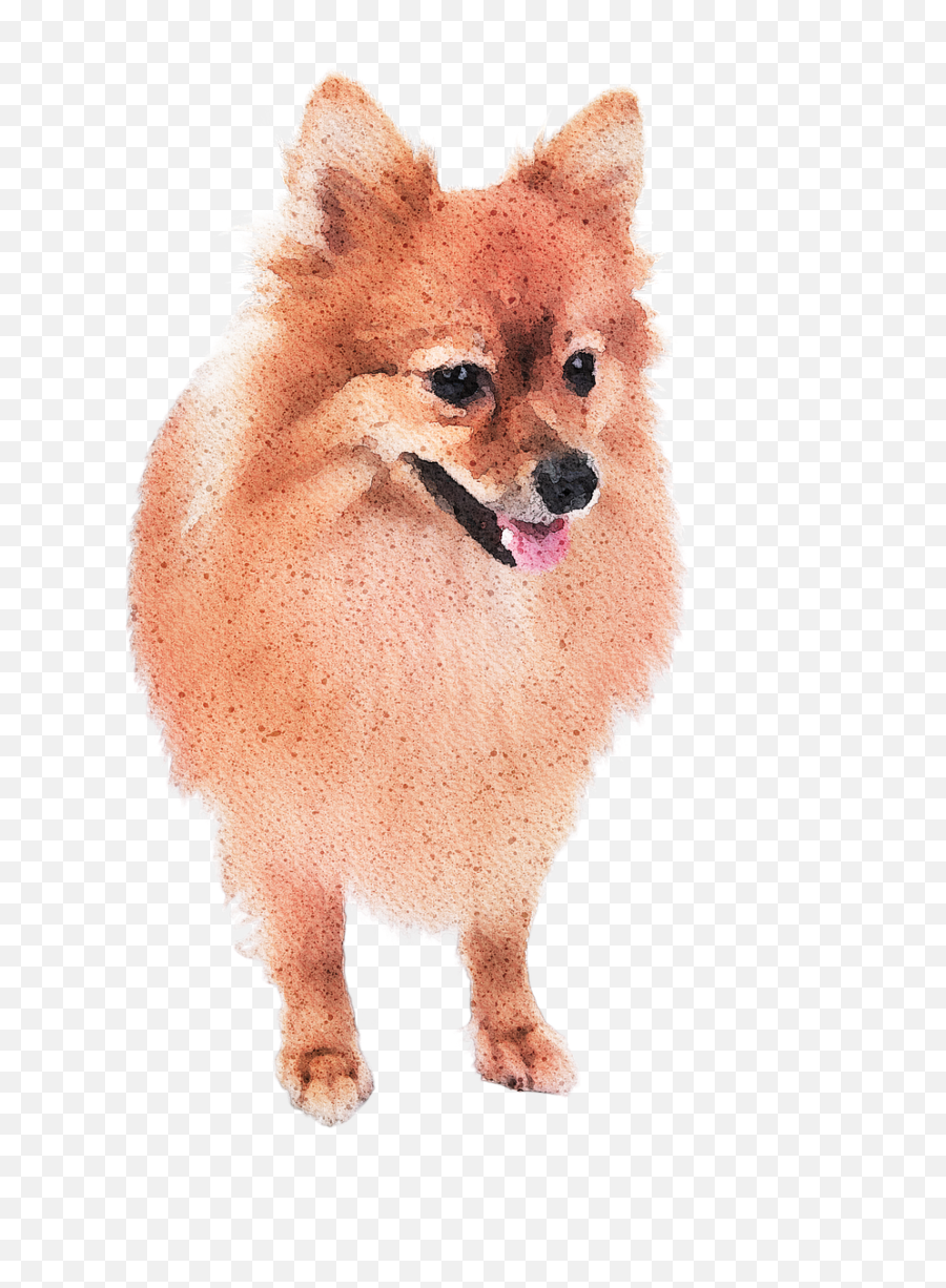 Watercolor Pomeranian Dog Emoji,Pomeranian Png