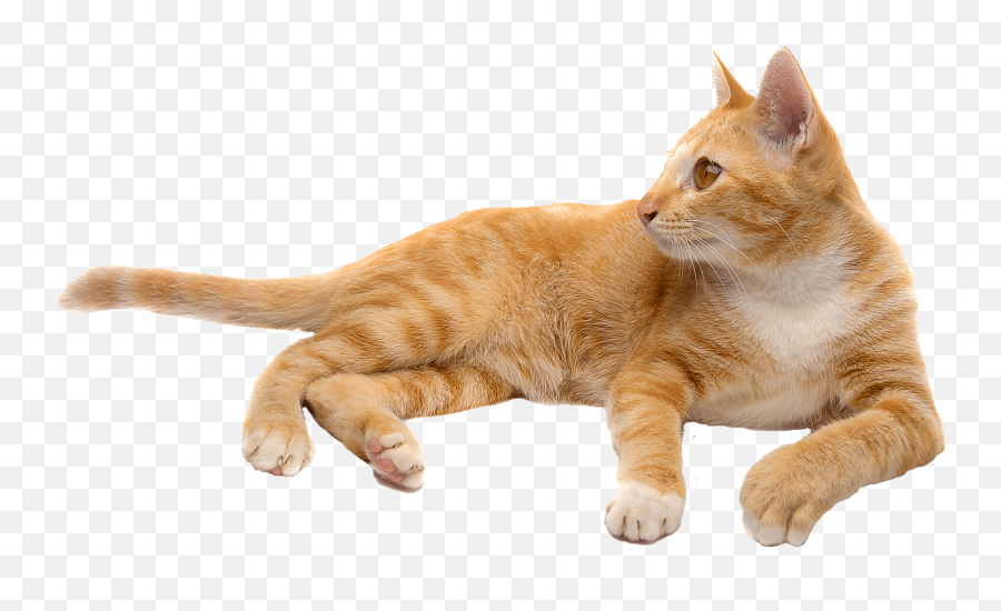 Cat Png - Tabby Orange Cat Transparent Background Emoji,Cat Png